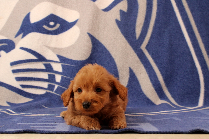 puppy, for, sale, Mini Goldendoodle F2B, Matthew B. Stoltzfus, dog, breeder, Gap, PA, dog-breeder, puppy-for-sale, forsale, nearby, find, puppyfind, locator, puppylocator, aca